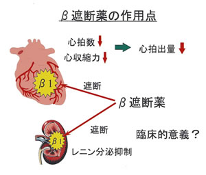 カテコラミン-種類とその作用