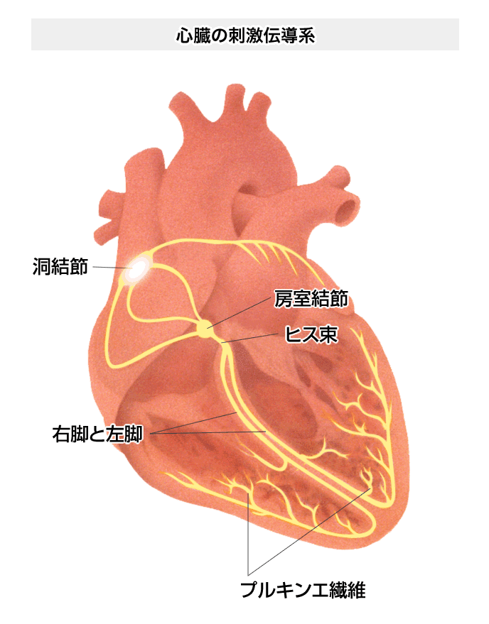 心臓の刺激伝導系