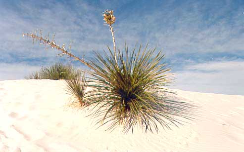 （ホワイトサンズ国定公園）変化に富んだ小道には砂丘には所々に珍しい植物が自生しています。