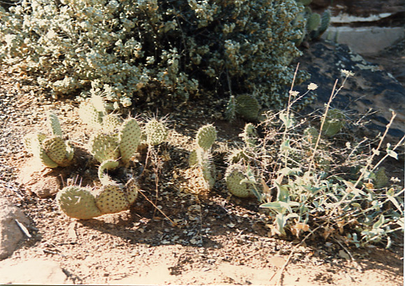 （ザイオン国立公園）アリゾナ州のGrand　Canyonでもよくみられた背の低い松の一種やサボテンがあちこちに自生していました。