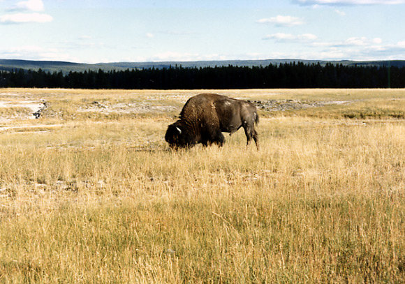 （イエローストーン国立公園 part1）Madison川の周辺の草原にはBisonや雄のElk、白鳥などたくさんの野生動物を見ることができました。