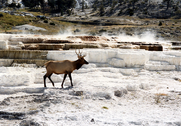 （イエローストーン国立公園 part2）Mammoth Hot Springs