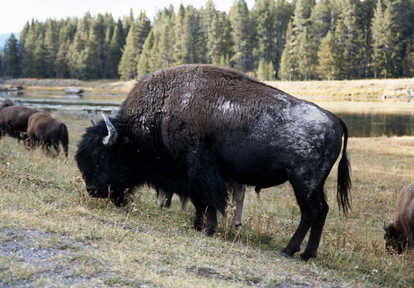 （イエローストーン国立公園 part2）Mud Volcanoに向かう途中のHayden ValleyにはたくさんのBisonを見ることができました。