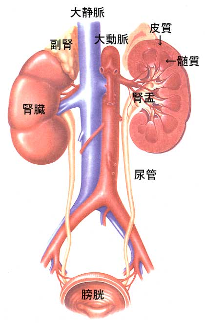 腎機能検査 血液検査で分かること みやけ内科 循環器科 院長ブログ