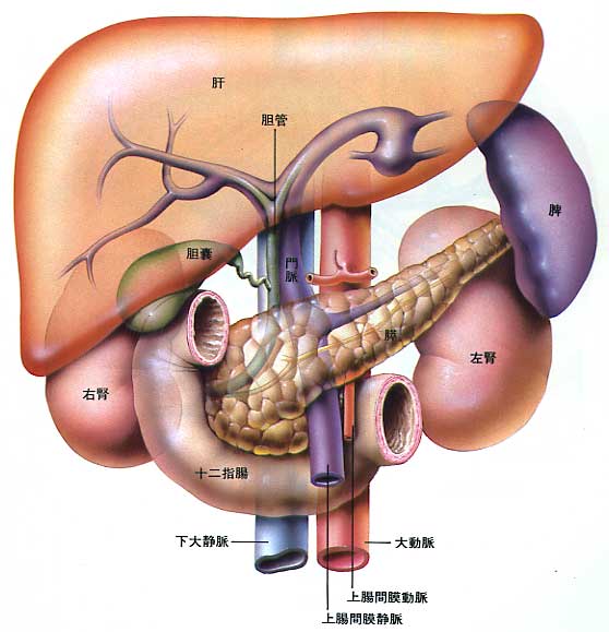肝臓とその他の臓器