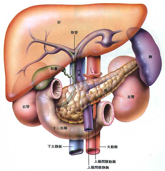 腎機能検査 血液検査で分かること みやけ内科 循環器科 院長ブログ