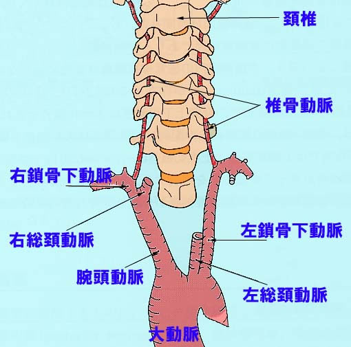 椎骨動脈
