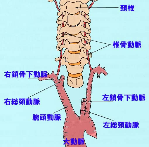 鎖骨下動脈盗血症候群、大動脈炎症候群、椎骨・脳底動脈循環不全症