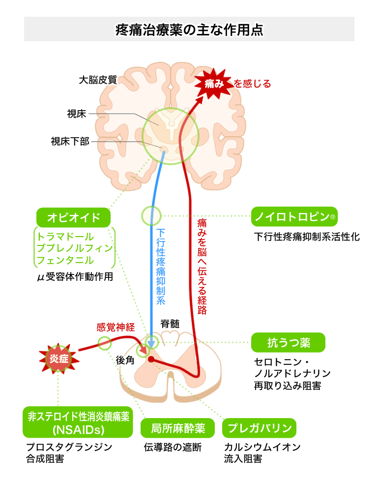 効果 ノイロトロピン