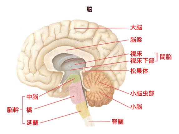 めまい：脳から見ためまいを中心に