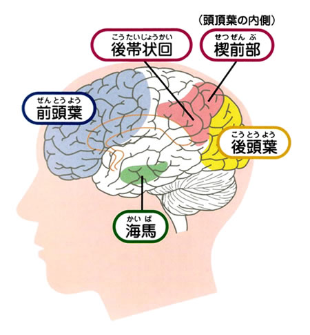 認知症と関係の深い脳の働き