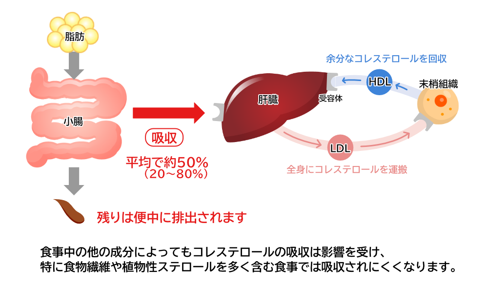 食事から取り入れるコレステロールはどのくらい吸収される?