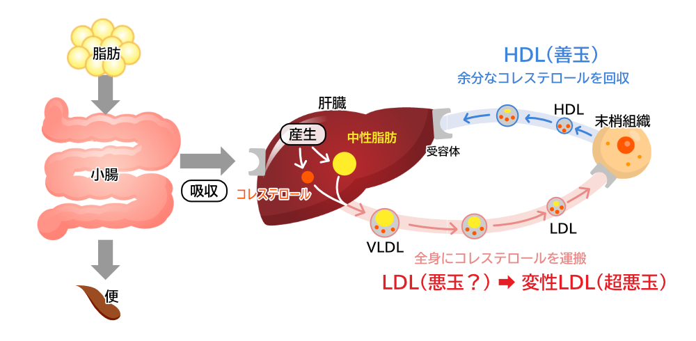 吸収されたコレステロールの動き