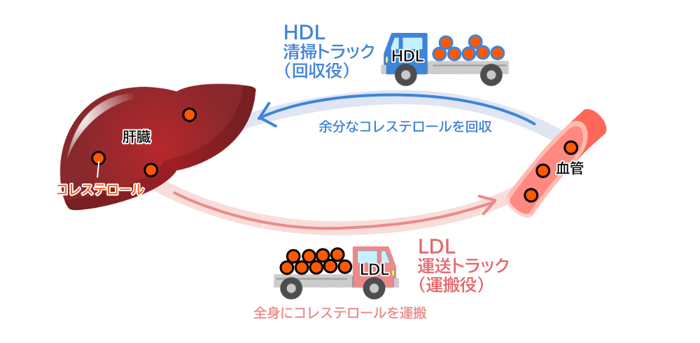 LDL(悪玉)とHDL(善玉)