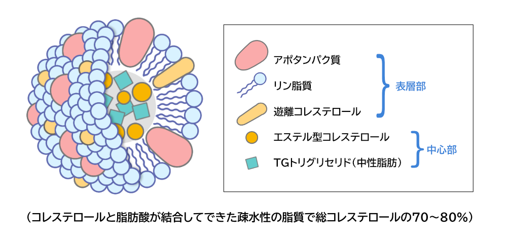 リポタンパクの構造