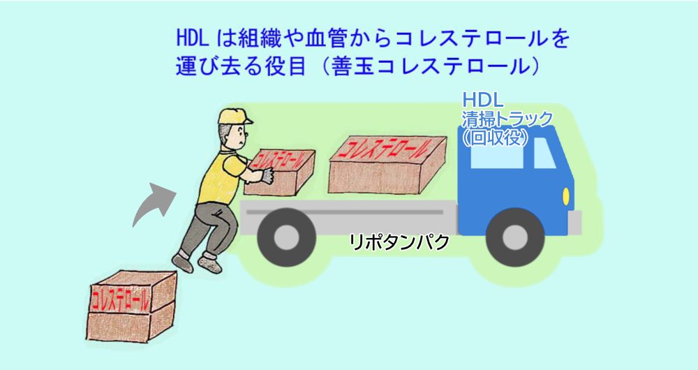 HDLとは