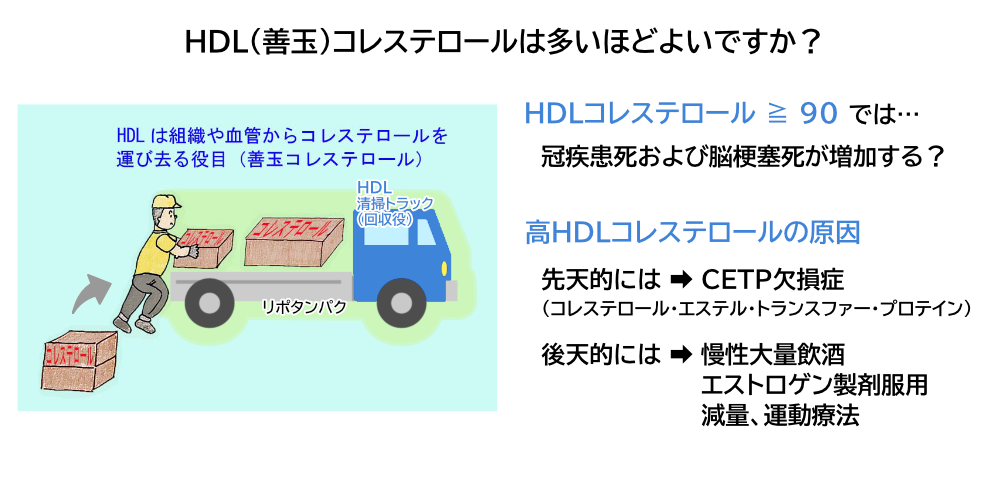 HDLは多いほど良い?