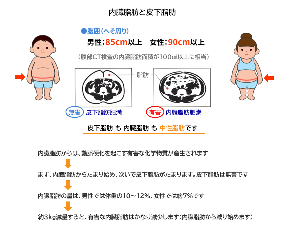 内臓脂肪と皮下脂肪