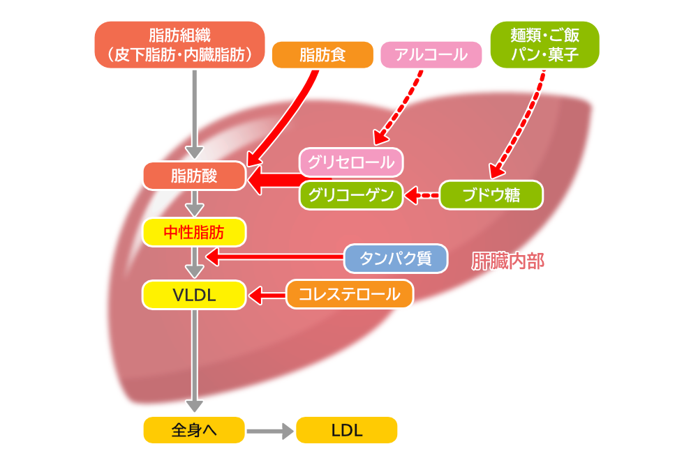 中性脂肪は肝臓で合成される