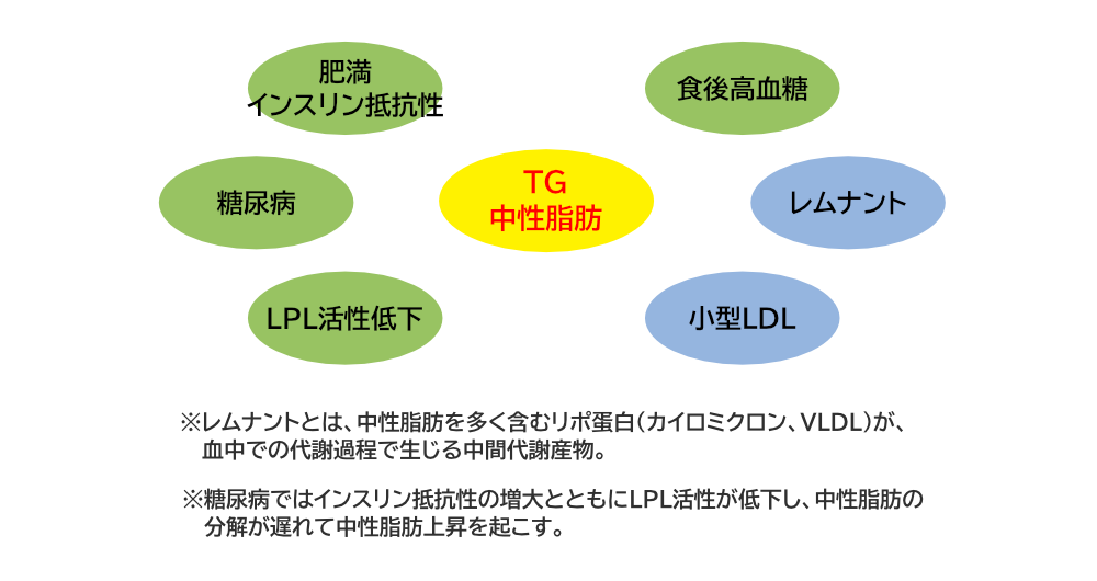 中性脂肪の上昇と病態