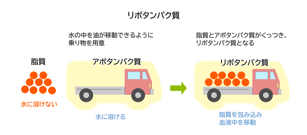 リポタンパクは運送トラック