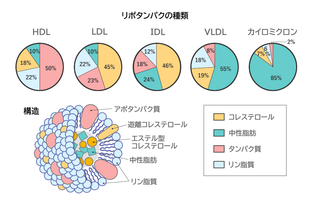 リポタンパクの種類