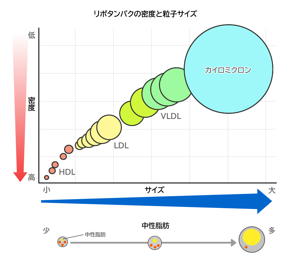 リポタンパクの密度と粒子サイズ