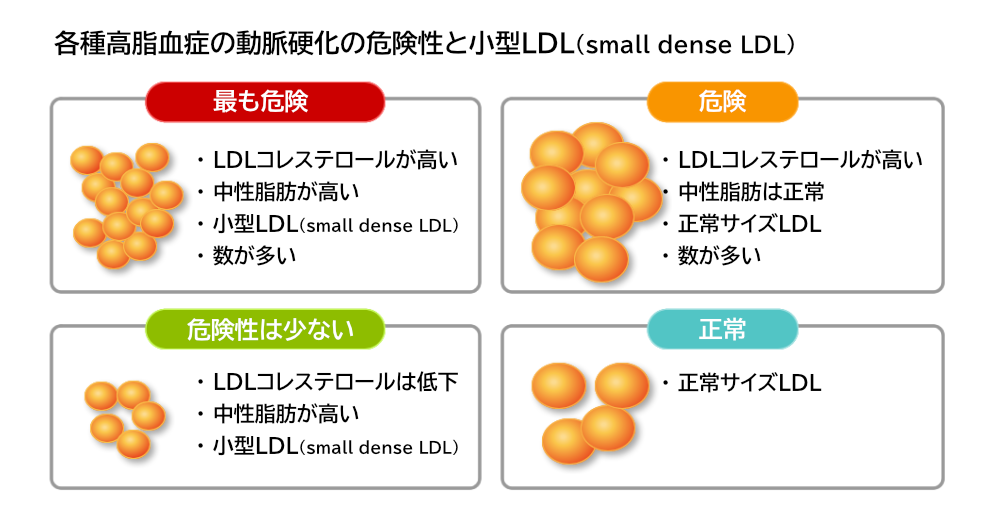 各種高脂血症の動脈硬化の危険性と小型LDL(small dense LDL)