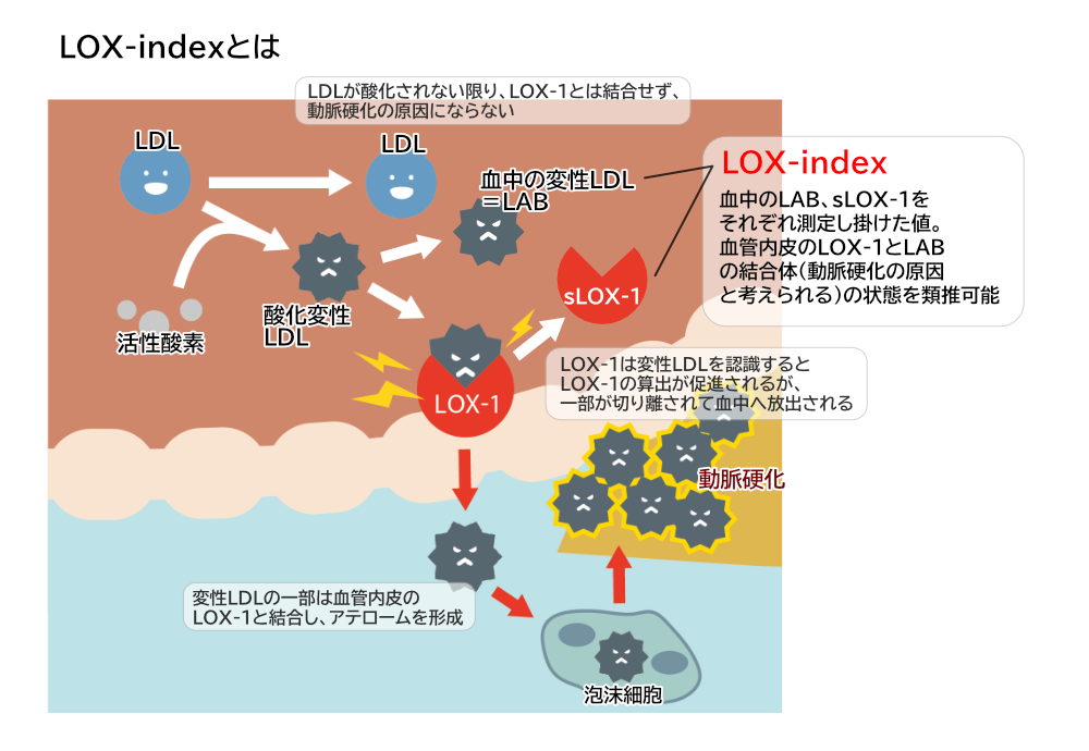 LOX-indexとは
