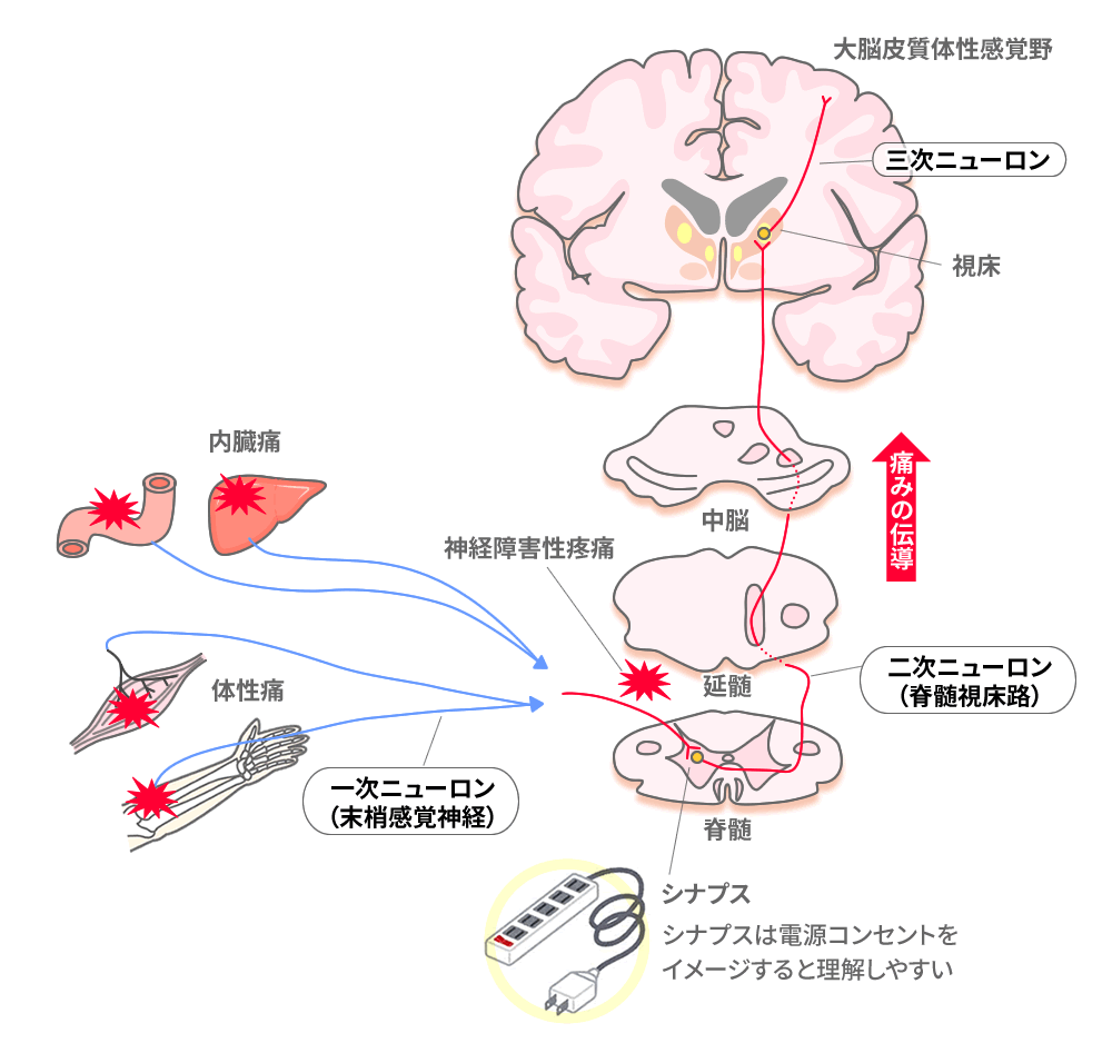 関連痛と神経支配