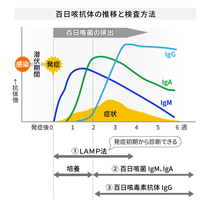 百日咳抗体の推移と検査方法