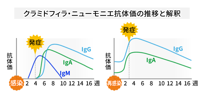 クラミドフィラ・ニューモニエ抗体価の推移と解釈