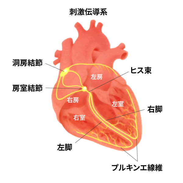 心電図読解のポイント