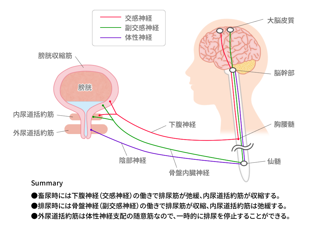 総合内科の第一歩は末梢神経を理解する【総論】膀胱の神経支配